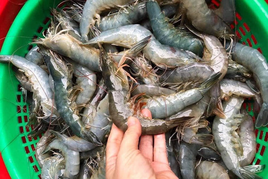 Nông dân Bà Rịa - Vũng Tàu đang ế hơn 500 tấn cá, tôm