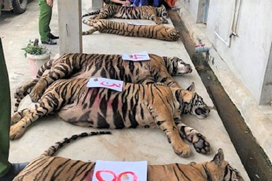 8 con hổ nuôi nhốt trong nhà dân Nghệ An được ‘giải cứu’ đã chết