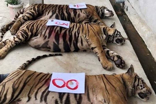 Vụ 8 trong số 17 con hổ được giải cứu đã chết: Trách nhiệm thuộc về ai?