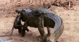 Clip: Con bị bắt, khỉ đầu chó liều mình chiến đấu với cá sấu