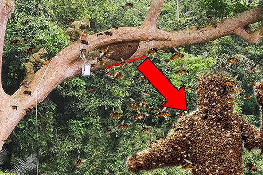 Làm rơi bó đuốc, thợ rừng bị 300 con ong đốt khi lấy mật trên cây cao 40m - Điều gì xảy ra sau đó?