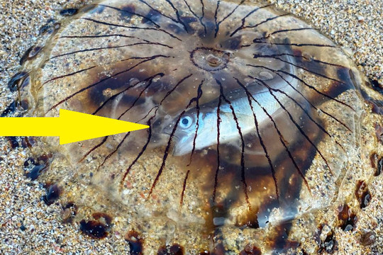 Hình ảnh kinh ngạc: Con cá chết tức tưởi bên trong bụng sứa la bàn - Xác của kẻ săn mồi lẫn con mồi còn nguyên vẹn!