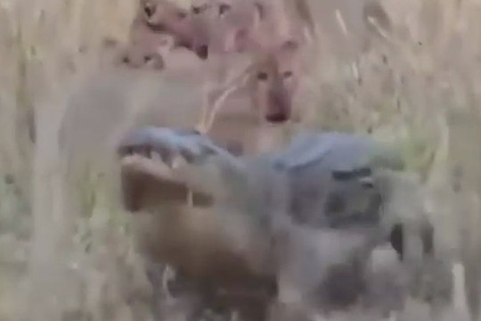 Clip: Màn giao chiến ác liệt giữa cá sấu với cả đàn sư tử