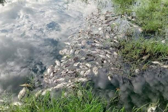 Thừa Thiên Huế: Cá chết trong khu công nghiệp