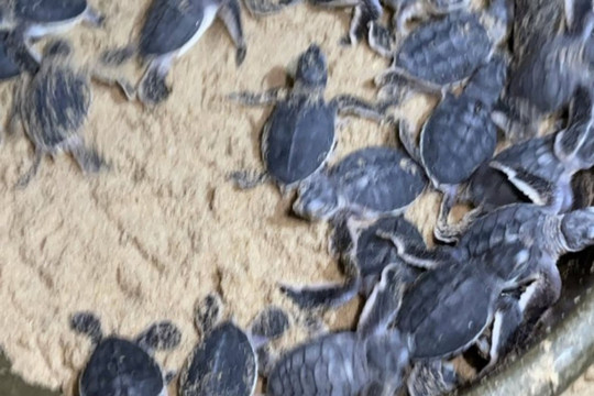 53 chú rùa biển chào đời lần đầu tiên tại Bình Định