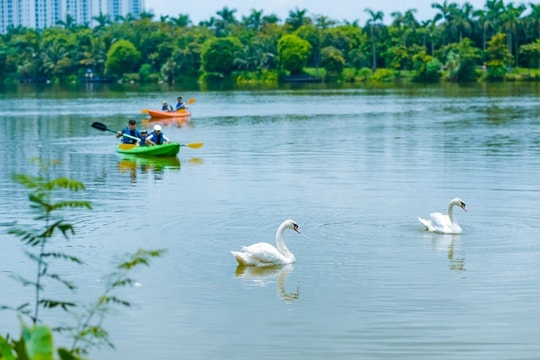 Khu đô thị cách hồ Hoàn Kiếm 14 Km có thiên nga, vịt trời đi lại tự do trên đường