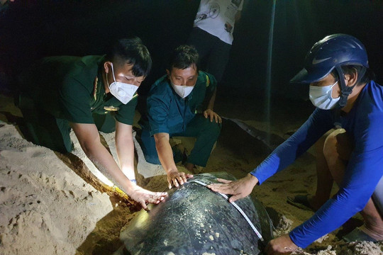 Bình Định: Chuyện những người “đỡ đẻ’ cho rùa biển