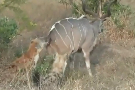 Clip: 2 con linh cẩu hạ linh dương vằn Kudu to lớn