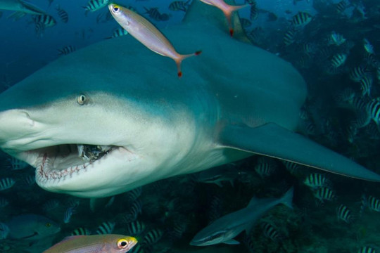Trải nghiệm sân golf duy nhất có hồ cá mập hung tợn nguy hiểm nhất thế giới