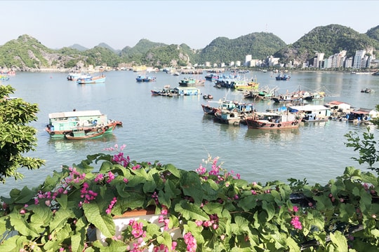 Mùa thu xanh trên huyện đảo Cát Bà