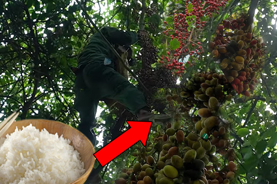 Đi rừng không mang gạo nhóm người dùng loại quả 'khắc tinh của bệnh gút': Có thể ăn thay cơm!