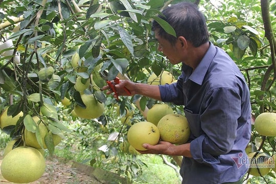 Chín vàng khắp vườn đồi, đặc sản chưa bao giờ đủ hàng bán lo ế hàng vạn tấn