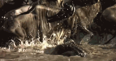 Cá sấu khổng lồ chật vật đoạt mạng linh dương đầu bò