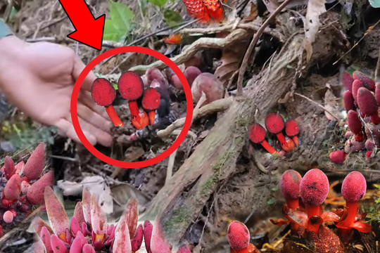 Nhóm đi rừng phát hiện cây nấm đỏ 'thần dược phòng the': Giá 4 triệu đồng/kg nhưng chỉ nấm đực có giá trị!