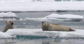 ‘Quái vật’ vùng Bắc Cực bất ngờ trồi lên từ mặt biển, đoạt mạng hải cẩu trong chớp mắt