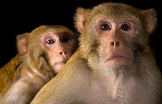 Cảm giác "cóng" không chỉ có ở con người: Khỉ cũng bế tắc trước áp lực