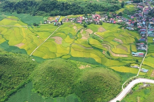 Bản giao hưởng của lúa
