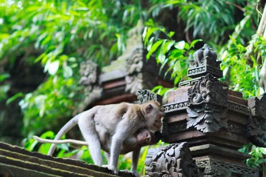 Vắng khách du lịch, khỉ Bali vào nhà dân kiếm ăn