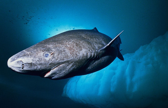 Loài cá mập thọ nhất thế giới: Sống trăm năm mà vẫn chưa đến tuổi dậy thì!