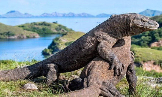 Rồng Komodo có nguy cơ tuyệt chủng do tác động của biến đổi khí hậu
