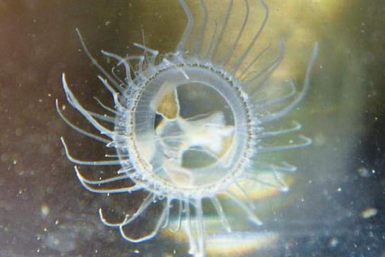Phát hiện loài sứa nước ngọt hiếm thấy