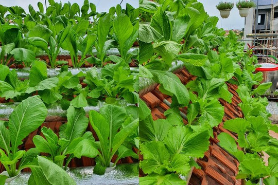 Ghé thăm vườn rau sạch trên mái ngói của cô giáo Thái Bình
