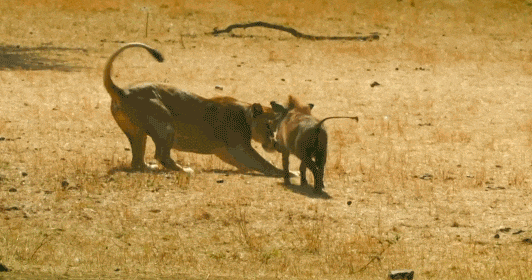 Lợn bướu bất ngờ phản công đuổi đánh sư tử