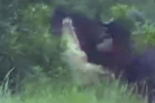 Clip: Cá sấu khổng lồ bị trâu rừng húc văng lên trời