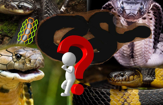 Vụ bé trai 4 tuổi bị rắn cắn ở Quảng Ngãi: Đây là loài rắn còn đáng sợ hơn hổ mang chúa