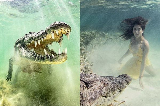 Bơi cùng cá sấu khổng lồ ở Mexico