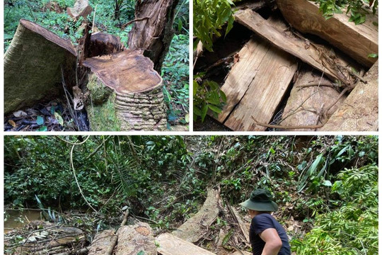 Rừng phòng hộ ở Thừa Thiên - Huế bị xẻ thịt: Lãnh đạo tỉnh chỉ đạo kiểm tra