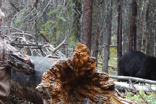 Phát hiện con gấu đen to lớn, thợ săn lập tức đưa một thứ lên miệng khiến con gấu 'chạy mất dép'