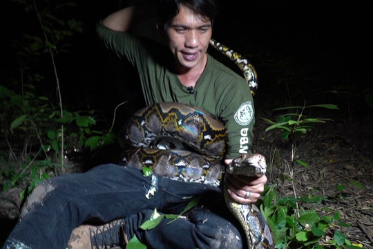 Chuyên gia về rắn bất ngờ bị con trăn to lớn quấn chặt cơ thể, điều gì xảy ra sau đó?