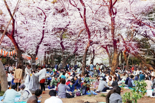 Khám phá lễ hội hoa anh đào Hanami tại Nhật Bản