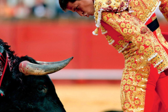 Đấu bò tót - trò man rợ nhưng vinh quang ở Tây Ban Nha