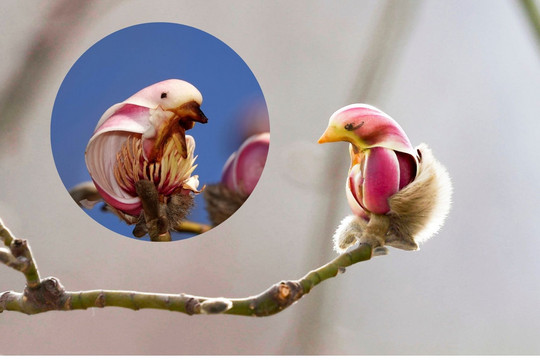 Độc đáo loài hoa Mộc Lan mang hình dáng chú chim, có ‘tuổi’ hơn 1.500 năm