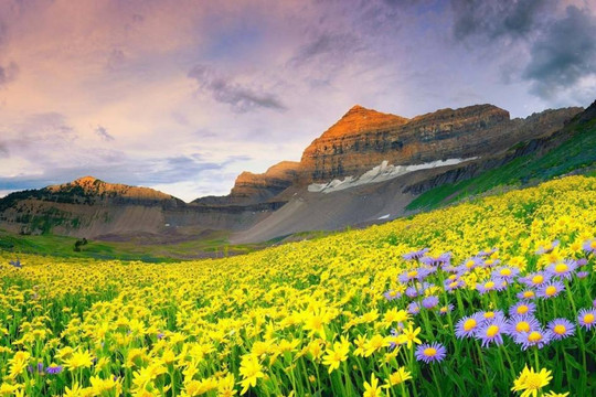 Những cánh đồng hoa đẹp như trong truyện cổ tích trên thế giới