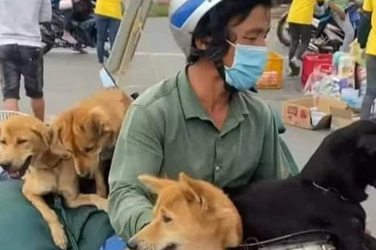 Vụ chó mèo bị tiêu hủy: 'Động viên 2 người chủ ổn định tinh thần'