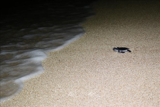 Ninh Thuận: Nơi nâng niu sự sống cho rùa biển