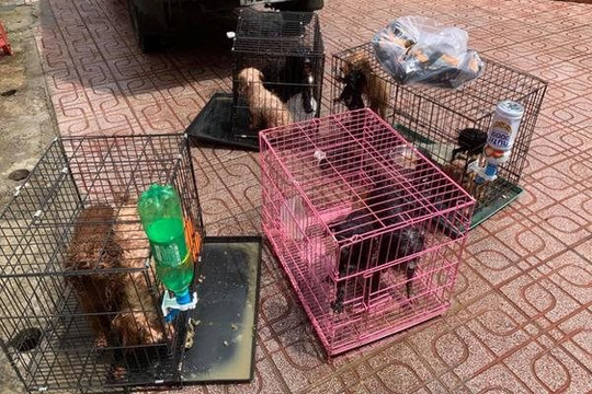 12 con chó của F0 ở Đồng Nai được cán bộ phường chăm sóc giúp