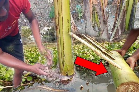 Chặt cây chuối rồi thả xuống ao bèo, hai thanh niên ung dung ngồi trên bờ chờ kết quả