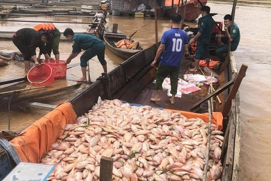 Hơn 755 tấn cá lồng bè chết trương phình trên sông: Sở NN&PTNT Đồng Nai nói gì?