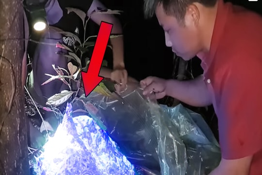 Đêm khuya, 2 vợ chồng cầm kéo ra khu vực gần nghĩa địa để gỡ 'quả bom nổ chậm' nguy hiểm này
