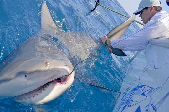 Chỉ câu cá giải trí cho vui, người đàn ông bất ngờ kéo lên cả một con... cá mập!