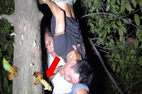 Đêm khuya, nhóm người soi đèn vào các thân cây để tìm kiếm: Kết quả bất ngờ!