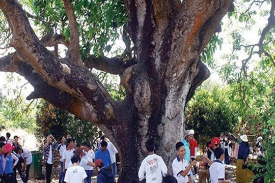 "Cụ xoài" trên 300 tuổi – cây di sản Việt Nam, điểm đến thú vị tại Bạc Liêu