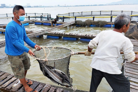 Nguy cơ ôm nợ hàng trăm tỷ đồng, người nuôi cá ở Đà Nẵng cầu cứu