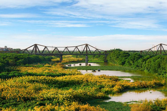 Một mùa cỏ lau lại về dưới chân cầu Long Biên