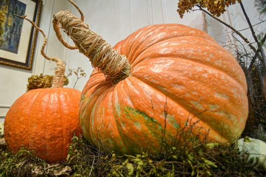 Cửa hàng hốt bạc với bí ngô Halloween khổng lồ đắt đỏ