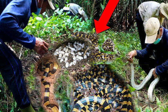 Quay lại chốn cũ sau 3 năm, nhóm người phát hiện hơn 40 con rắn độc hơn cả hổ mang